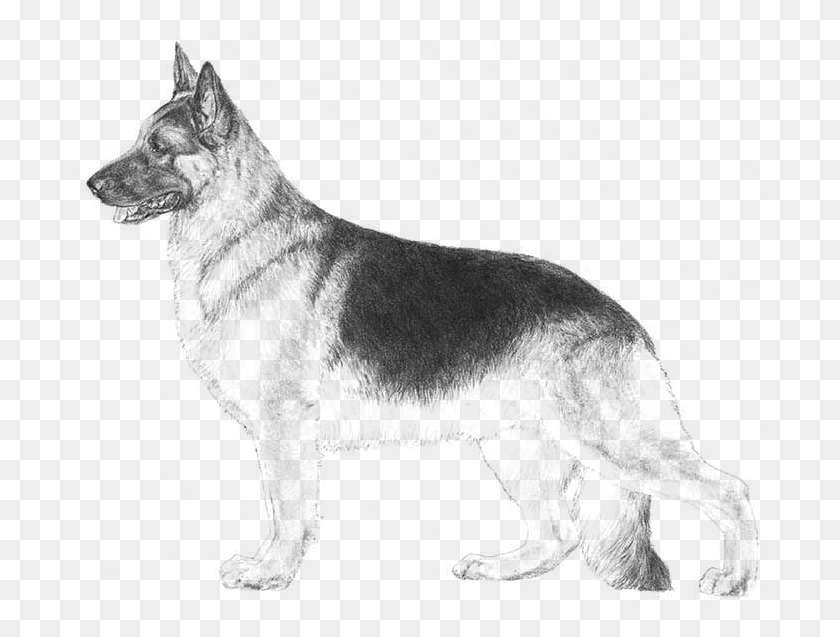 701x577 Drawn German Shepherd Sketching German Shepherd Dog Sketches, Gray, World Of Warcraft HD PNG Download