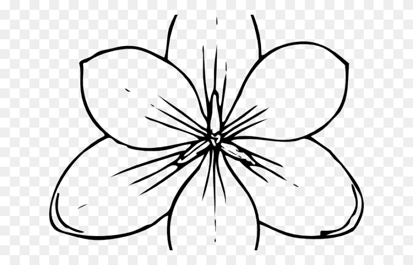 640x480 Нарисованные Гавайские Цветы Тыквенные Цветы Раскраски, Паук, Беспозвоночные, Животное Hd Png Скачать