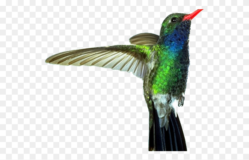 541x481 Drawn Hummingbird Transparent Imagens De Substantivos Compostos, Bird, Animal, Bee Eater HD PNG Download