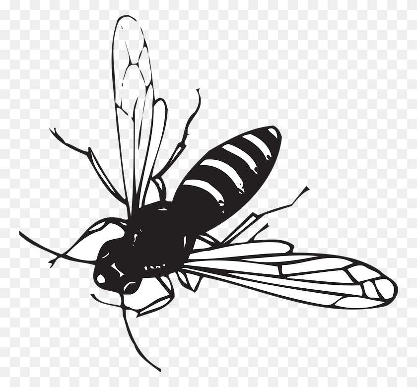 764x720 Insecto Dibujado Alado Insecto Negro Con Rayas Blancas, Avispa, Abeja, Invertebrado Hd Png