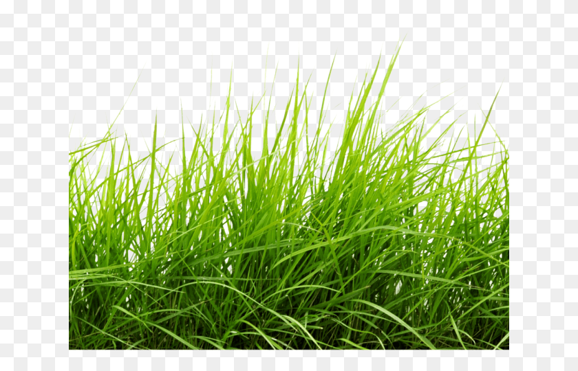 640x480 Нарисованная Газонная Трава Линия Травы С Прозрачным Фоном, Растительность, Агропирон Hd Png Скачать