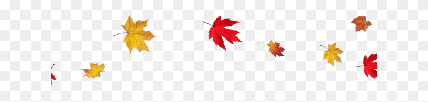 641x141 Drawn Leaves Leaf Border Transparent Fall Leaves Background, Plant, Maple Leaf, Tree HD PNG Download