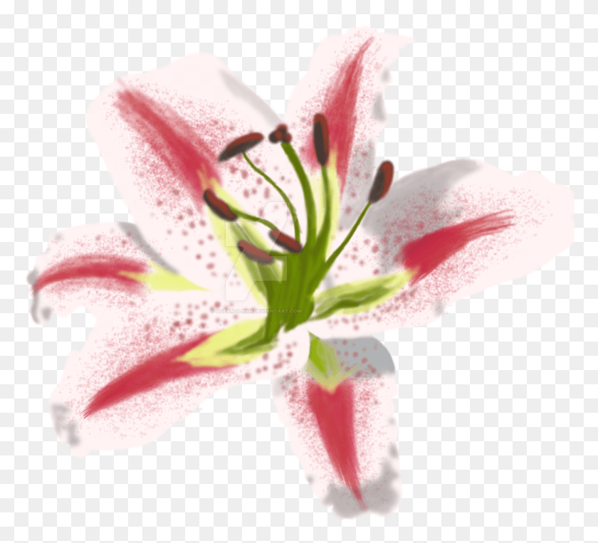 774x703 Drawn Lily Oriental Lily Stargazer Lily, Plant, Rose, Flower HD PNG Download