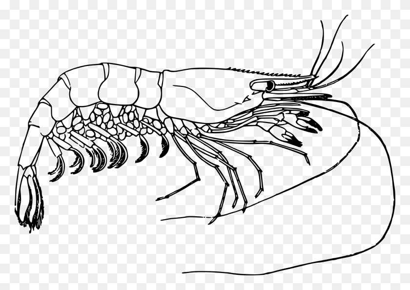 1920x1316 Drawn Lobster Small Crustacean Prawn Black And White, Gray, World Of Warcraft HD PNG Download