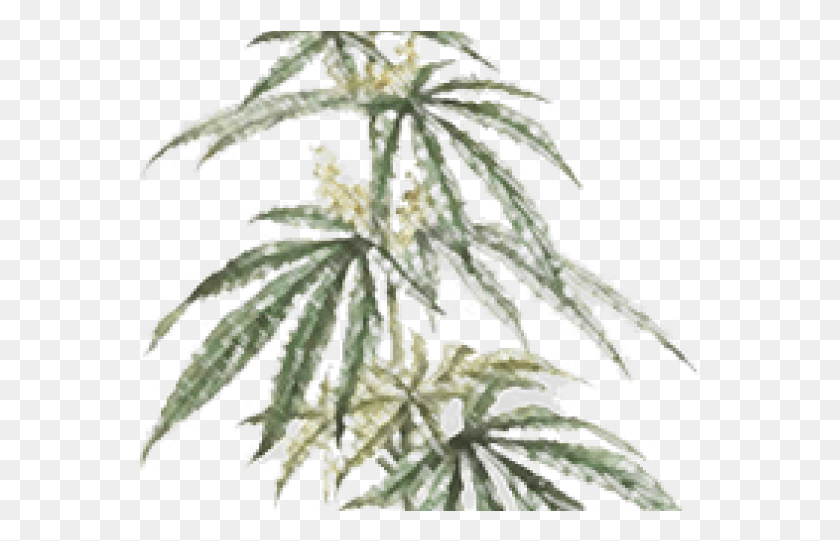 573x481 Drawn Marijuana Field Black Maple, Plant, Hemp, Flower HD PNG Download