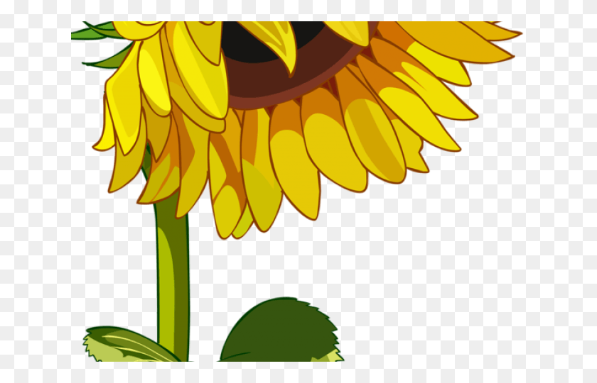 640x480 Drawn Mason Jar Sunflower, Plant, Flower, Blossom HD PNG Download