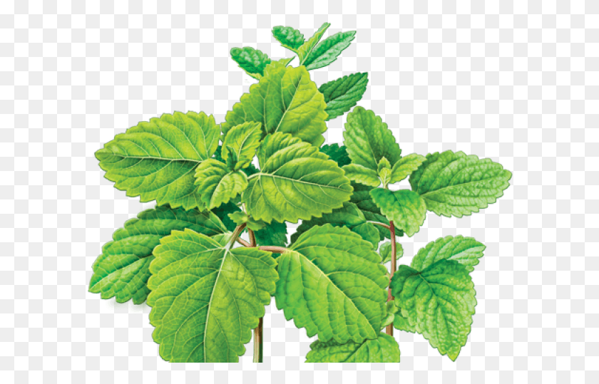 598x479 Листья Мяты Лимонной Мяты, Лист, Растение, Горшечное Растение Hd Png Скачать