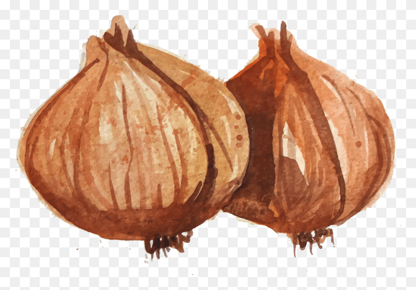 1569x1059 Drawn Onion White Drawing Shallot, Fungus, Plant, Food HD PNG Download