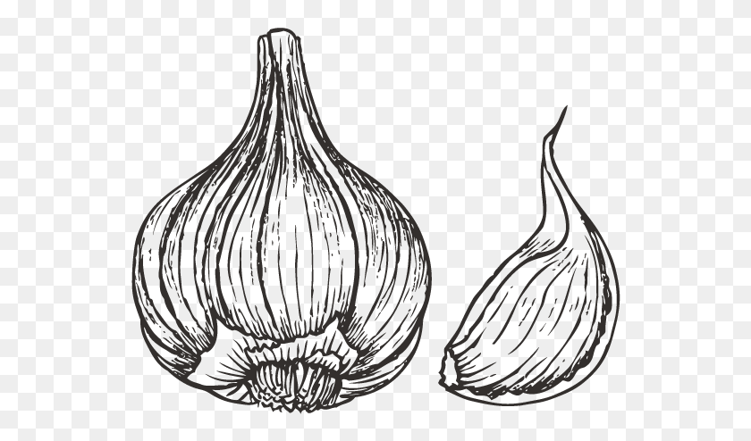 548x434 Drawn Onion White Sketch Onion Art Transparent Vegetable, Plant, Bird HD PNG Download