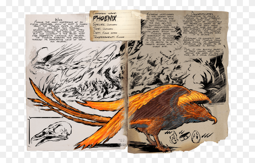 676x477 Drawn Otter Ark Ark Phoenix Spawn Location, Bird, Animal, Text Descargar Hd Png