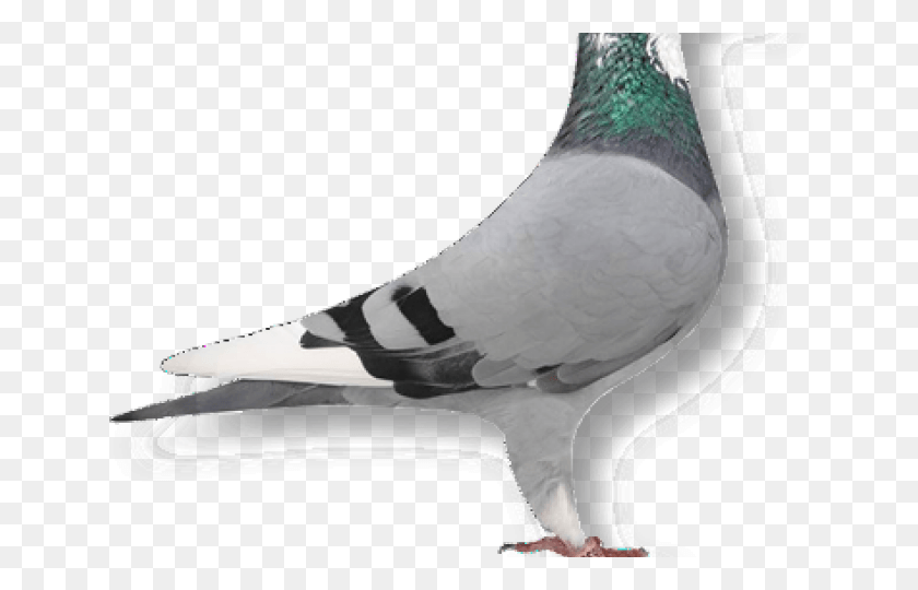 640x480 Drawn Pigeon Racing Pigeon Budgie, Bird, Animal, Dove HD PNG Download