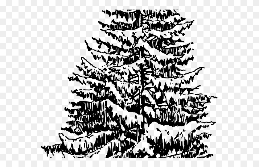 579x481 Drawn Pine Tree Drawing Fir Tree Drawing, Plant, Christmas Tree, Ornament HD PNG Download