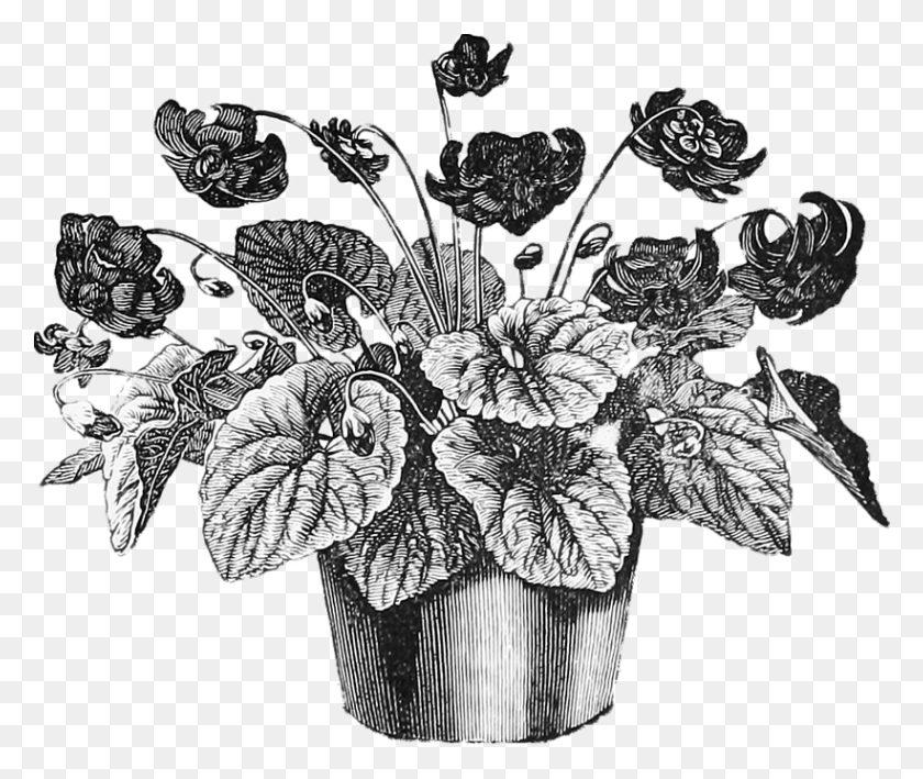 820x683 Drawn Pot Plant Flower Growth Plant Pot Vintage Illustration, Blossom, Floral Design, Pattern HD PNG Download