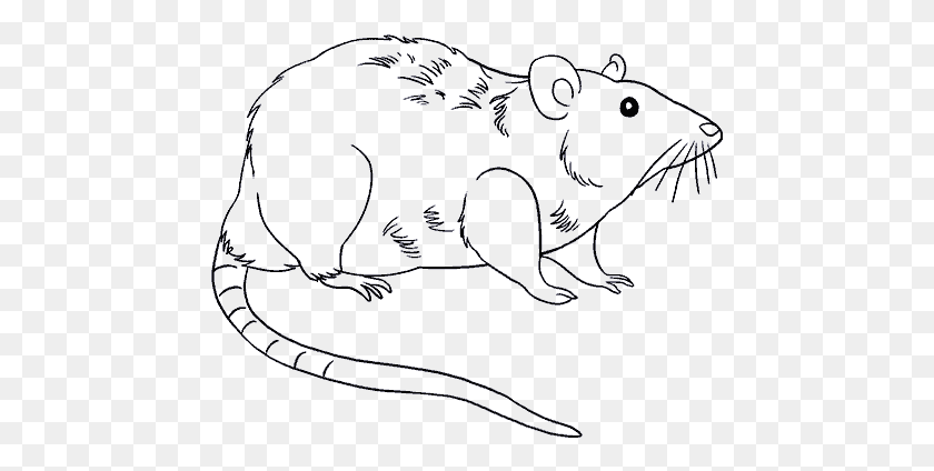 461x364 Drawn Rat Step By Step Drawing, Flare, Light, Cat HD PNG Download