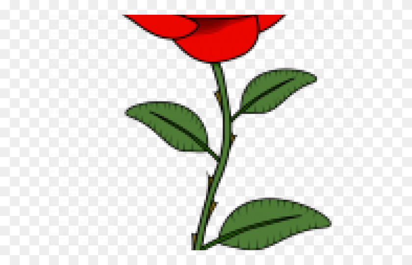 640x480 Нарисованная Красная Роза Гулаб Роза Цветы Рисунок, Растение, Цветок, Цветение Hd Png Скачать