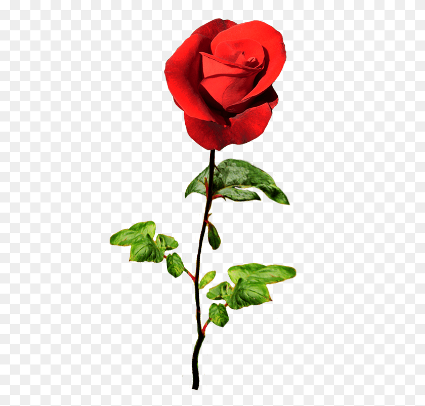 421x742 Drawn Red Rose Valentine Rose Valentine Greeting With Flowers, Flower, Plant, Blossom HD PNG Download