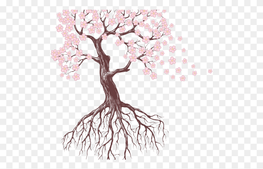 519x481 Drawn Roots Sakura Tree Tree Drawing With Flowers, Plant, Root, Flower HD PNG Download