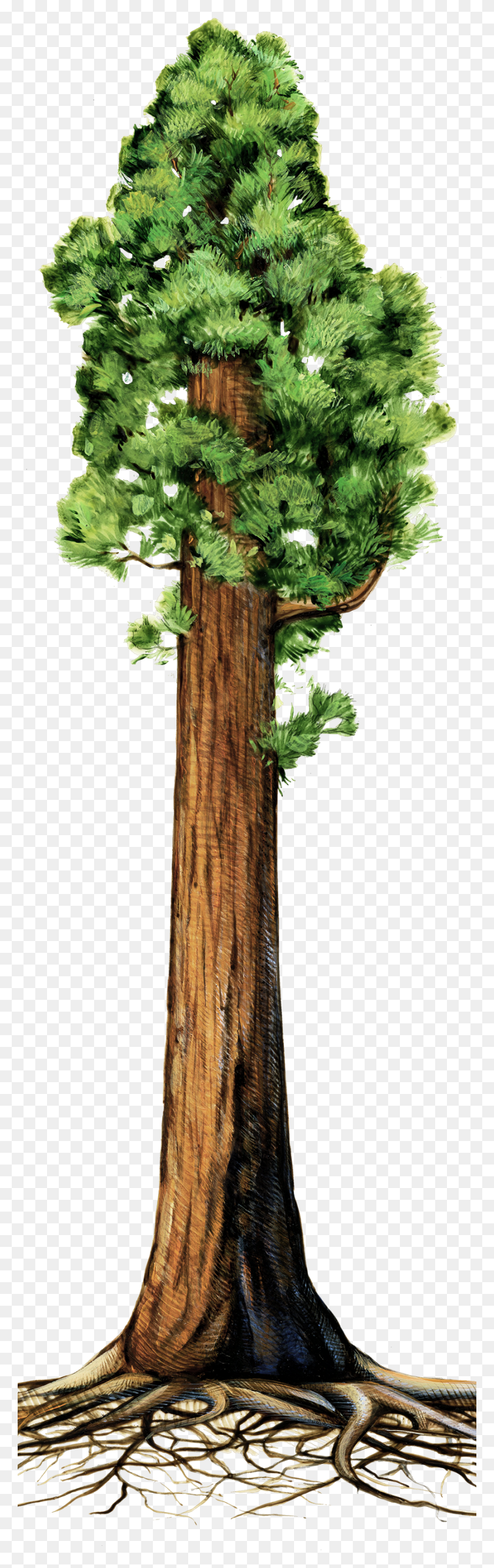 875x2924 Drawn Roots Sequoia Tree Sequoia Tree Clip Art, Plant, Kale, Cabbage HD PNG Download
