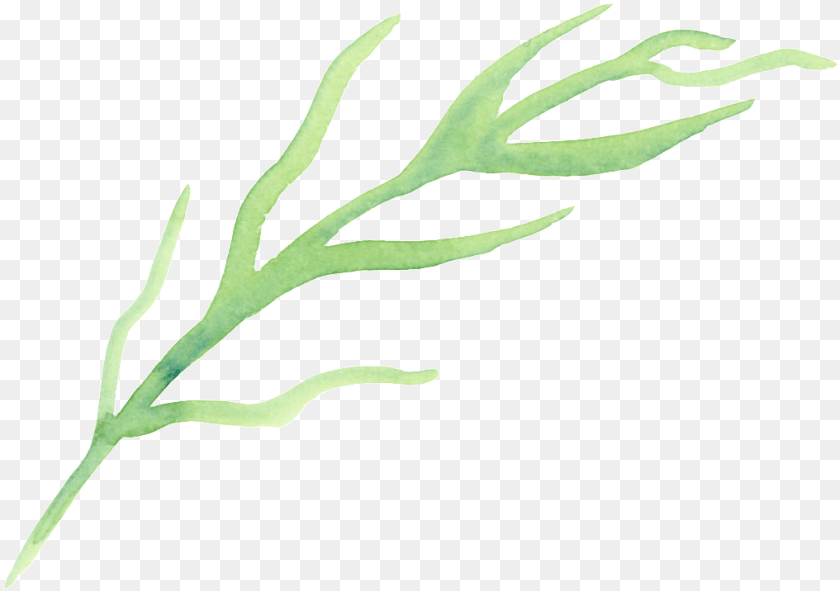 1017x716 Drawn Seaweed Transparent Seaweed, Grass, Plant, Leaf, Fern PNG