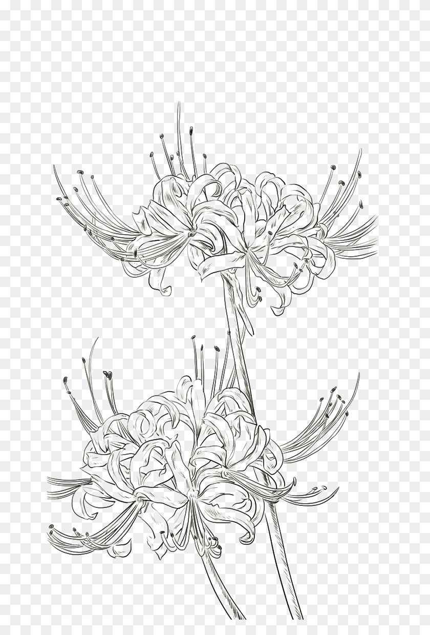658x1179 Drawn Strawberry Chrysanthemum Red Spider Lily Line Art, Plant, Flower, Blossom HD PNG Download
