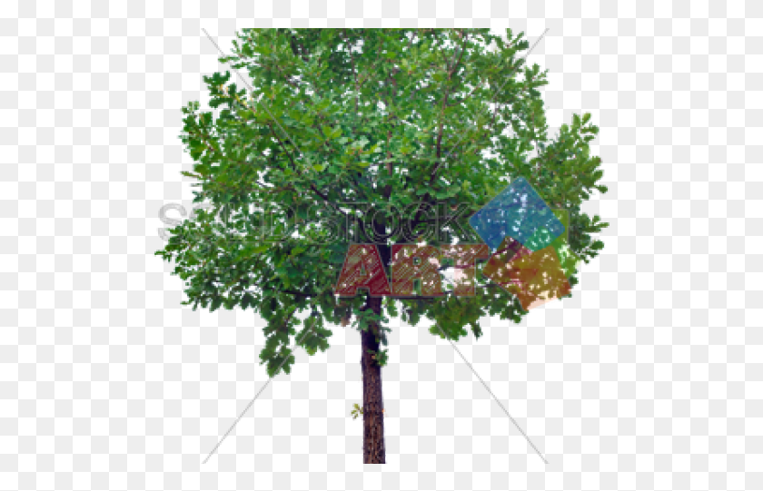 506x481 Drawn Tree Transparent Background Small Oak Trees, Plant, Vegetation, Cross HD PNG Download