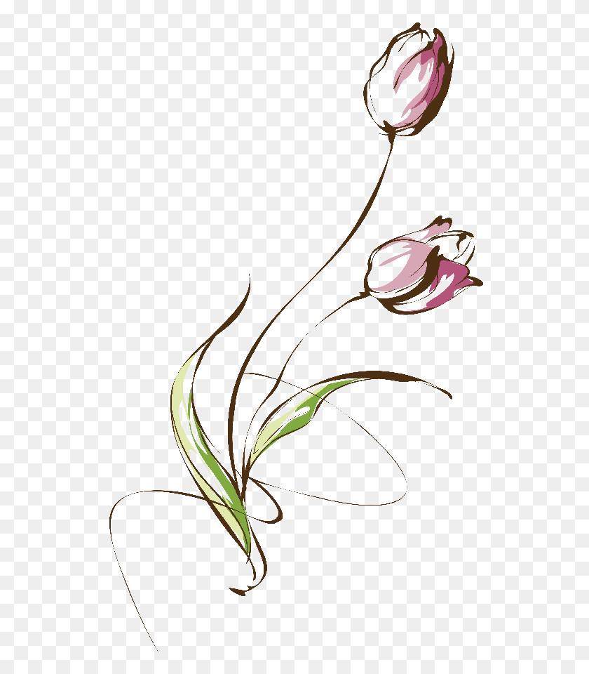 539x900 Нарисованный Тюльпан Daun Тюльпан Нарисованный Тату, Растение, Цветок, Цветение Hd Png Скачать