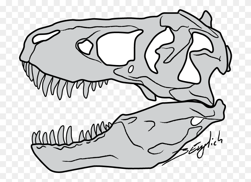 714x550 Drawn Tyrannosaurus Rex Line Art T Rex Fossil Drawing, Animal, Teeth, Mouth HD PNG Download
