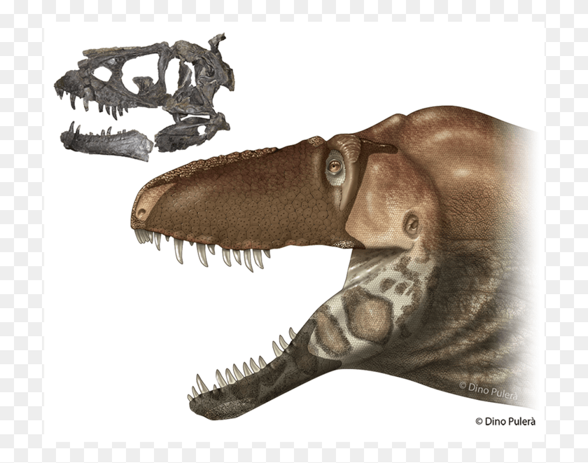 718x601 Drawn Tyrannosaurus Rex Scientific Dinosaurs Discovered In 2017, T-rex, Dinosaur, Reptile HD PNG Download
