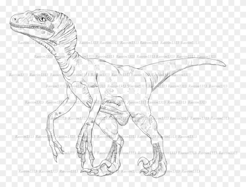 1487x1100 Drawn Velociraptor Realistic Sketch, Gray, World Of Warcraft HD PNG Download