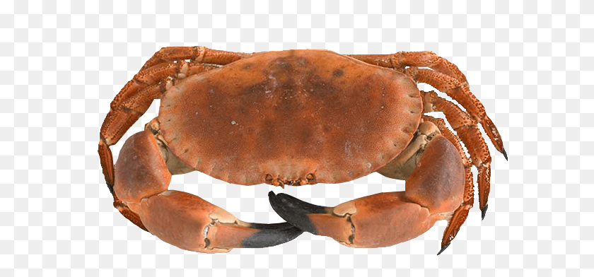 598x332 Dressing A Crab, Seafood, Food, Sea Life HD PNG Download