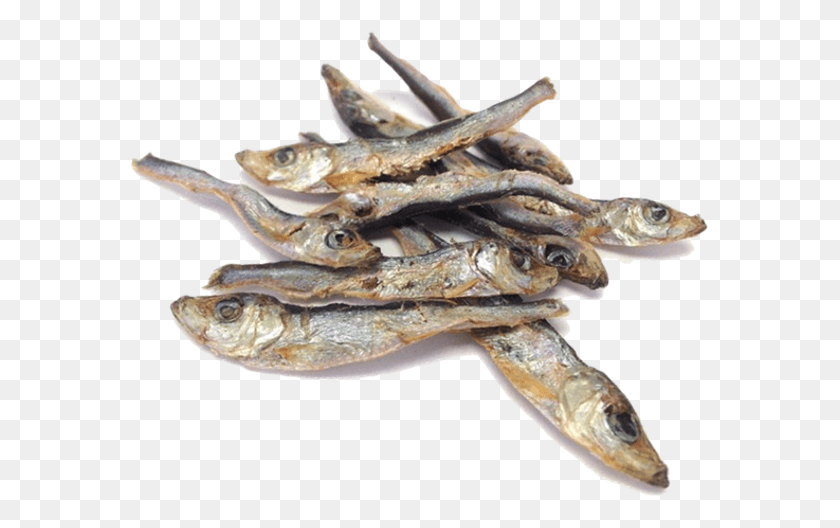 581x468 Dried Fish Anchovy, Lizard, Reptile, Animal HD PNG Download