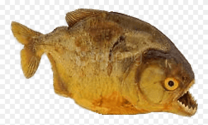 765x445 Dried Piranha Images Background Gulf Flounder, Fish, Animal, Sea Life HD PNG Download