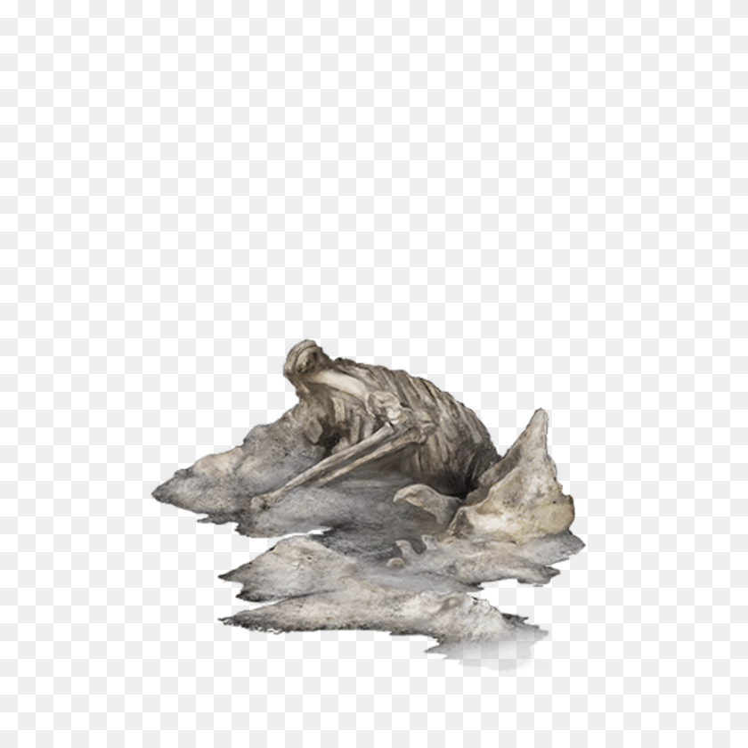 1200x1200 Driftwood, Crystal, Turtle, Reptile HD PNG Download