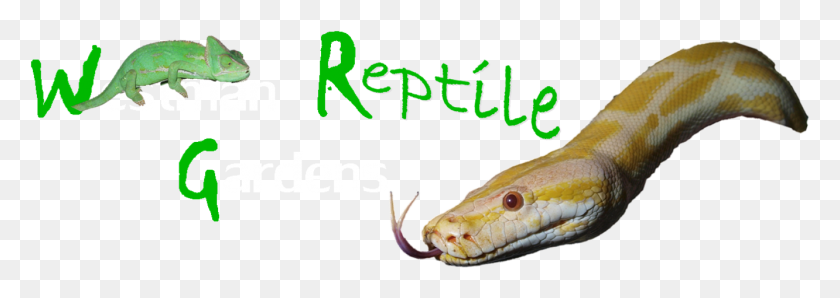 1332x408 Drishya Name, Reptile, Animal, Snake HD PNG Download