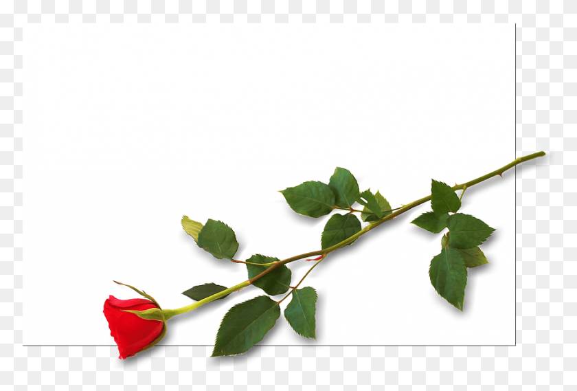899x587 Driven Placecard Celebration Background Invitation Evergreen Rose, Plant, Leaf, Flower Descargar Hd Png