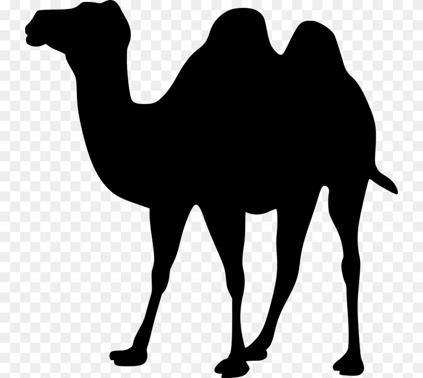 740x750 Dromedary Bactrian Camel Animal Silhouettes Camel Train, Gray Transparent PNG