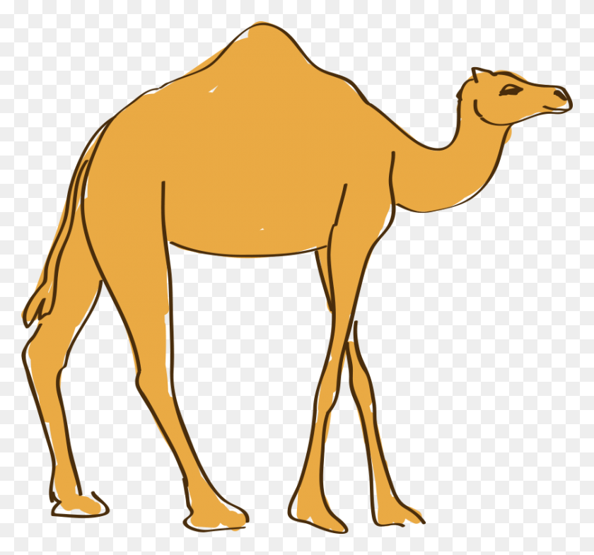 840x781 Dromedary Drawing Animation Camel Cartoon Drawing, Mammal, Animal, Horse HD PNG Download