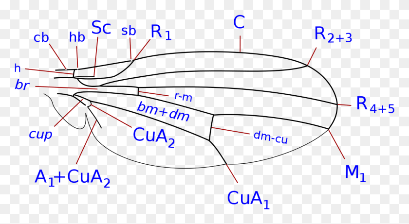 1176x606 Drosophilidae Wing Veins 1 Drosophilidae Wing, Number, Symbol, Text HD PNG Download