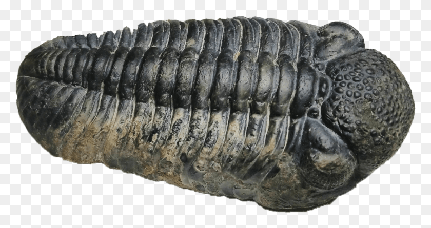 1793x887 Дротопс Трилобит Превосходный Экспонат Manduca Sexta, Ископаемые, Почва, Рептилия Png Скачать
