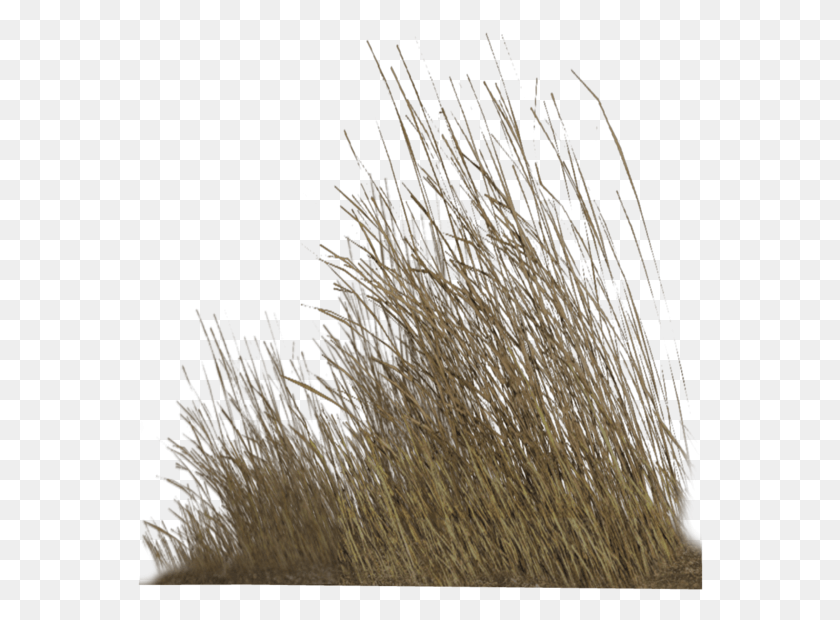 566x560 Dry Grass, Plant, Lawn, Reed HD PNG Download