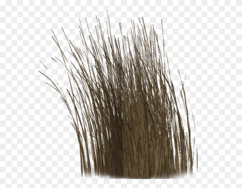 578x594 Dry Grass Long Dry Grass, Plant, Vase, Jar HD PNG Download