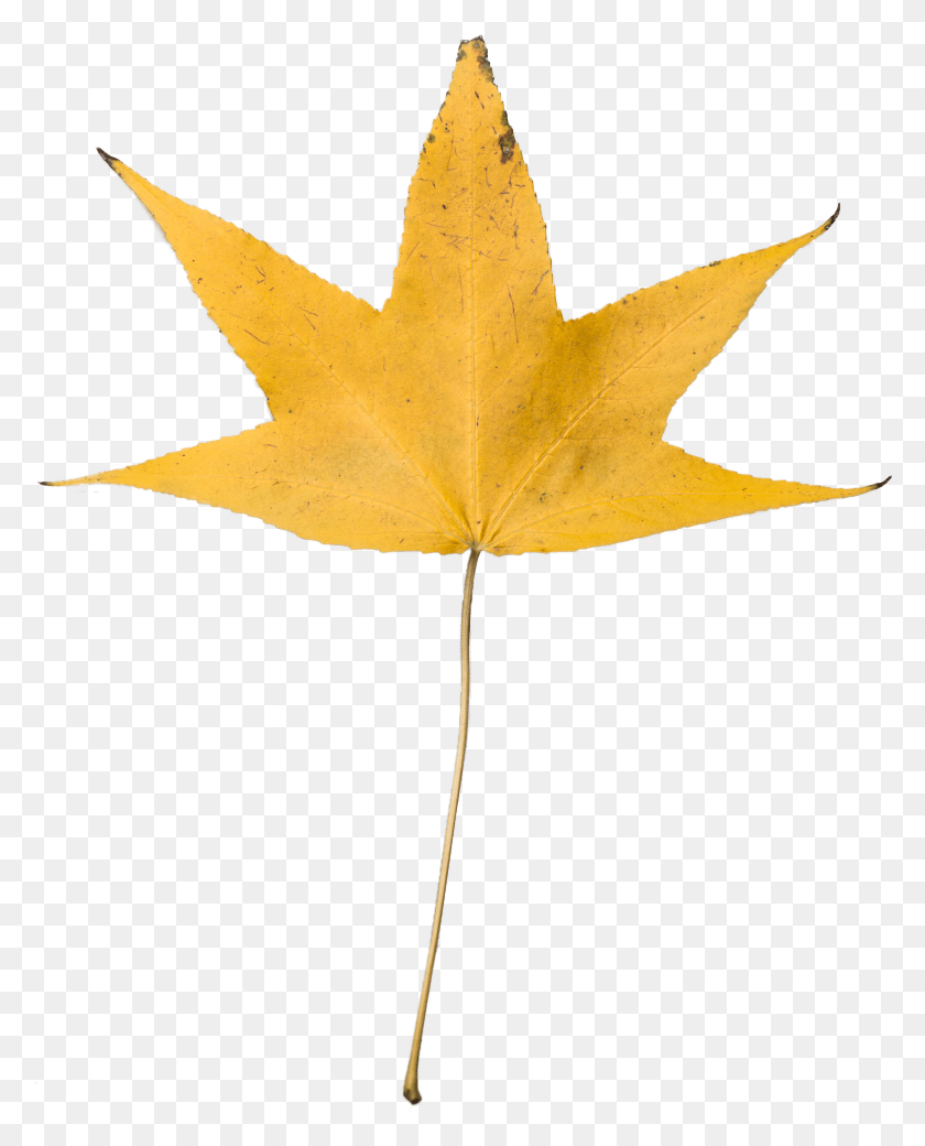 3158x3969 Dry Leaves Falling Dried Leaf Transparent Background HD PNG Download