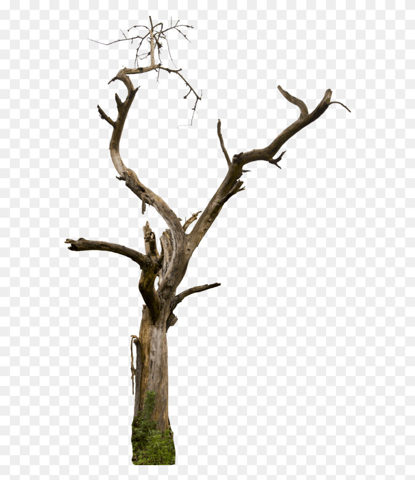 582x910 Dry Tree Dry Tree Branches, Plant, Tree Trunk, Animal HD PNG Download