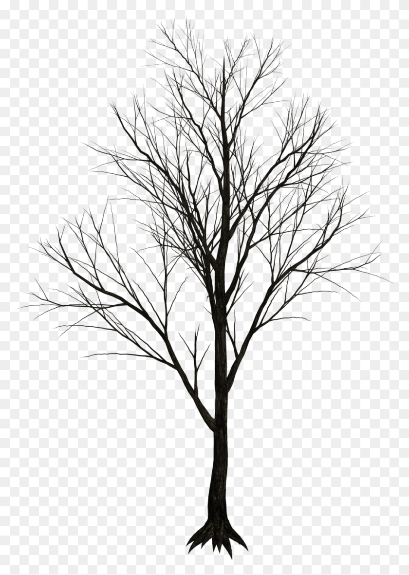 901x1296 Dry Tree Real Leafless Tree, Plant, Tree Trunk HD PNG Download