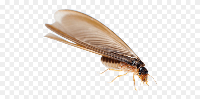 502x356 Drywood Termites, Animal, Insect, Invertebrate HD PNG Download