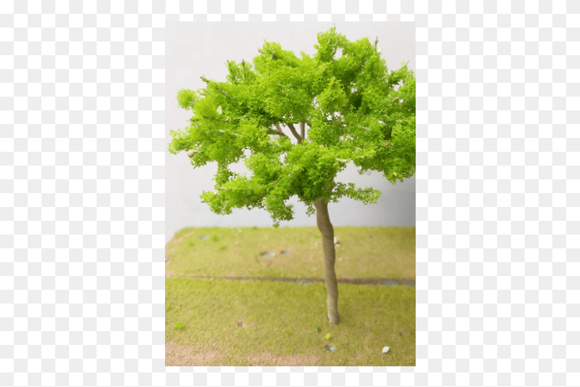 364x501 Dsmlgbt 800x500 Gambel Oak, Tree, Plant, Maple HD PNG Download