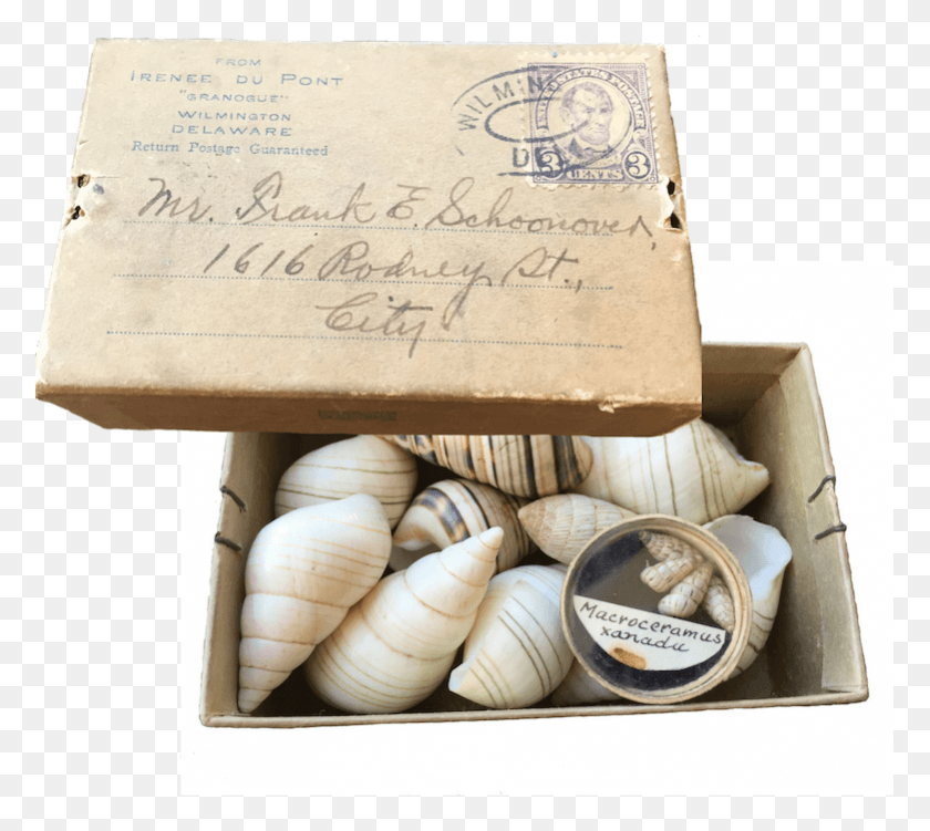 781x692 Du Pont39s Delaware Estate The Tiny Box Is Addressed Cockle, Sea Life, Animal, Invertebrate HD PNG Download