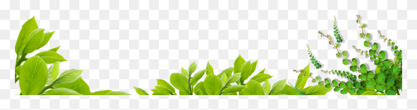 1797x374 Duas Folhas, Plant, Leaf, Vase HD PNG Download