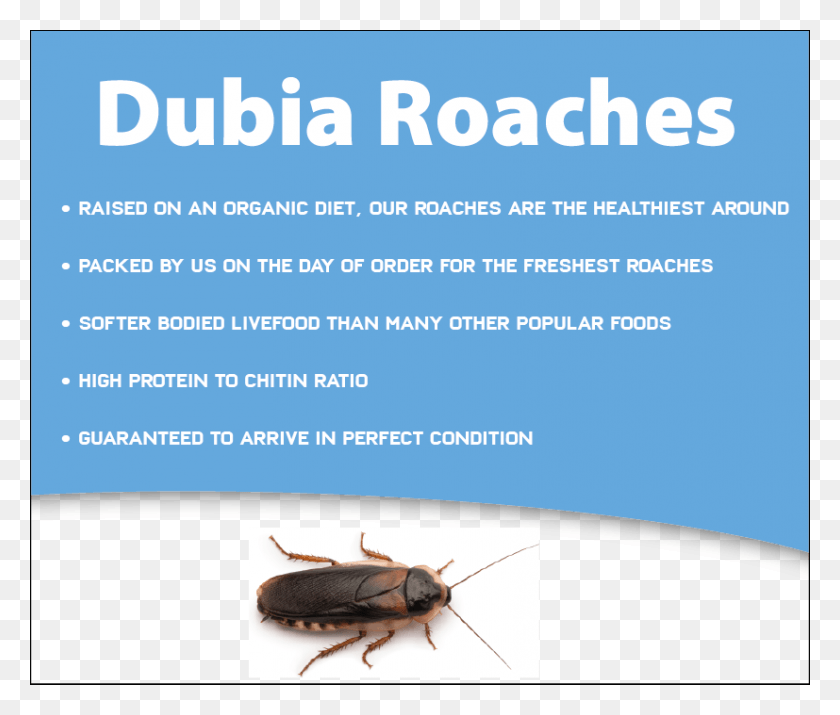 827x695 Dubia Roaches Cockroach, Insect, Invertebrate, Animal HD PNG Download