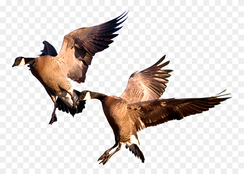 Duck, Bird, Animal, Flying HD PNG Download